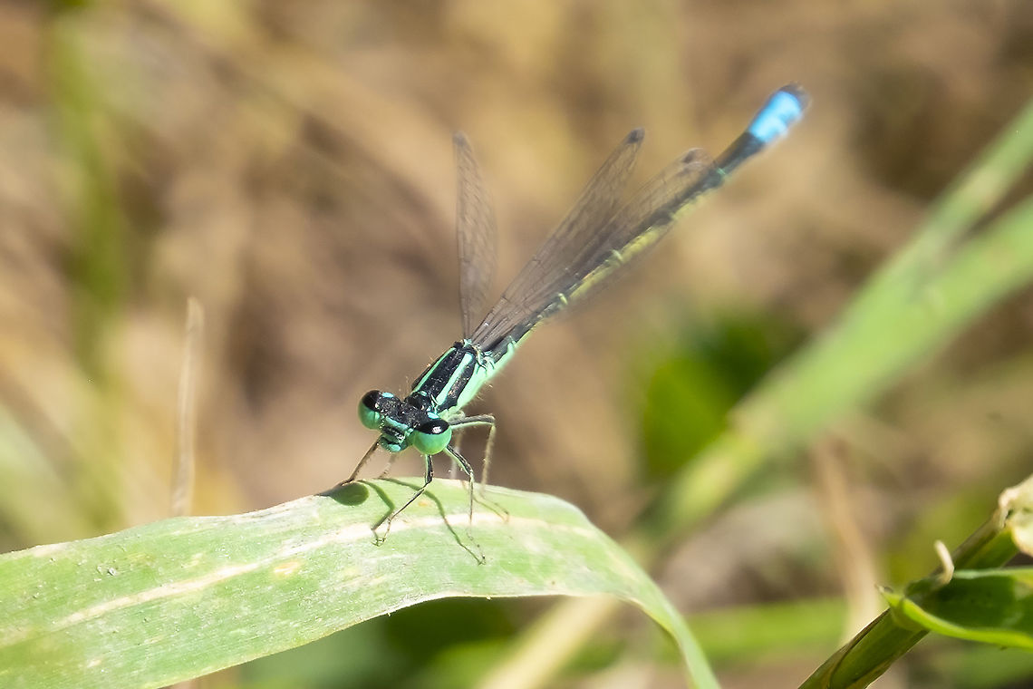 Western forktail  Geotagged,Ischnura perparva,Summer,United States
