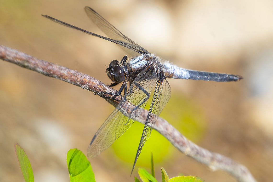 Chalk-fronted corporal  Chalk-fronted corporal,Geotagged,Ladona julia,Summer,United States