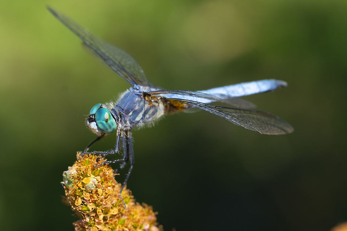 Blue dasher  Blue dasher,Geotagged,Pachydiplax longipennis,Summer,United States