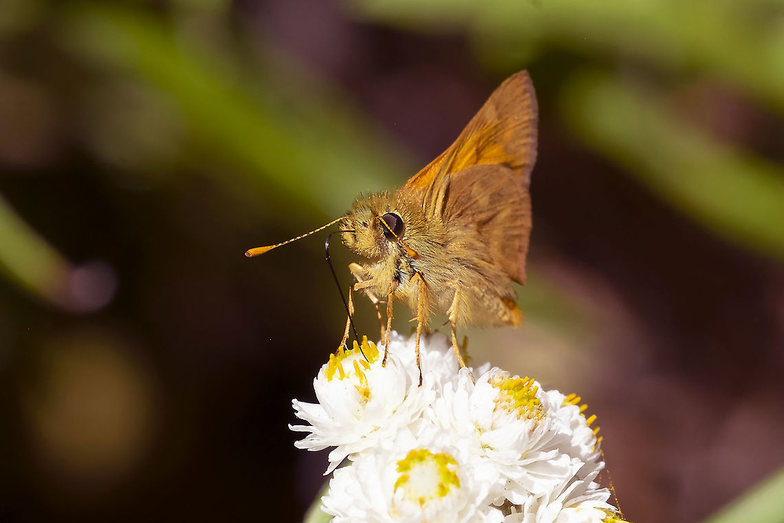 Woodland skipper  Geotagged,Ochlodes sylvanoides,Summer,United States,Woodland Skipper