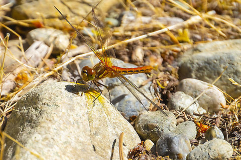 striped meadowhawk male  Geotagged,Striped meadowhawk,Summer,Sympetrum pallipes,United States