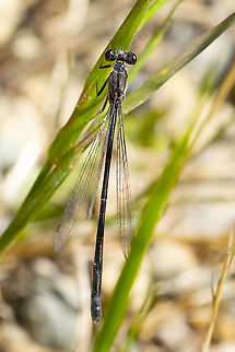 tiny black and gray damselfly  Geotagged,Summer,United States