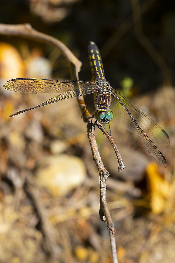 blue dasher - female  Blue dasher,Geotagged,Pachydiplax longipennis,Summer,United States