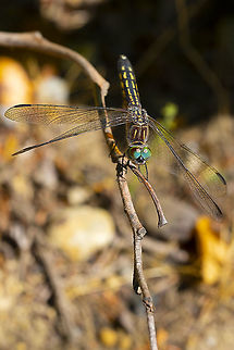 blue dasher - female  Blue dasher,Geotagged,Pachydiplax longipennis,Summer,United States