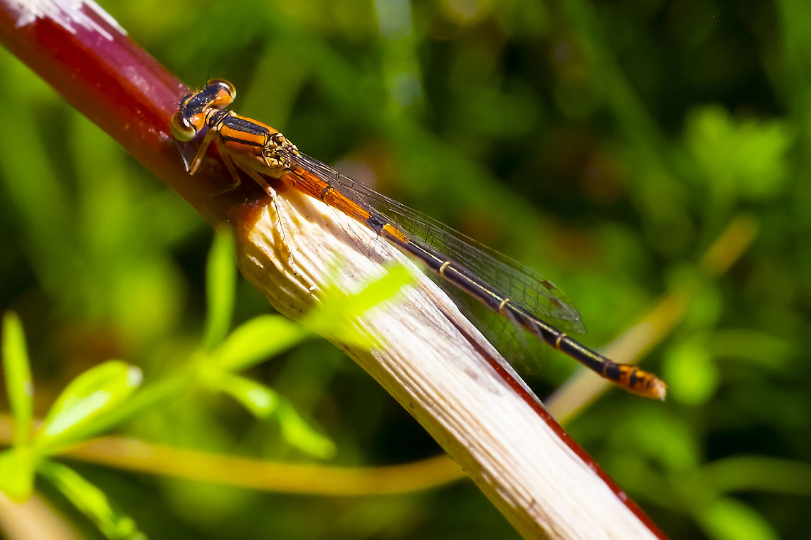 western Forktail immature female  Geotagged,Ischnura perparva,Summer,United States