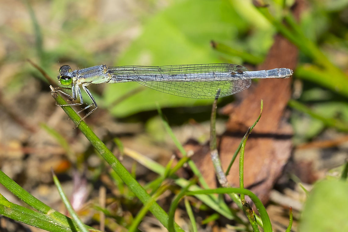 Western Forktail female  Geotagged,Ischnura perparva,Summer,United States