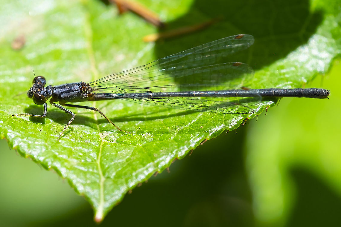 Sooty dancer male  Argia lugens,Geotagged,Summer,United States