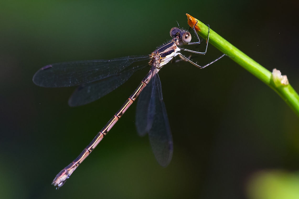 spotted spreadwing female  Geotagged,Lestes congener,Summer,United States,spotted spreadwing