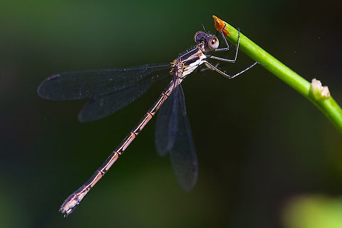 spotted spreadwing female  Geotagged,Lestes congener,Summer,United States,spotted spreadwing