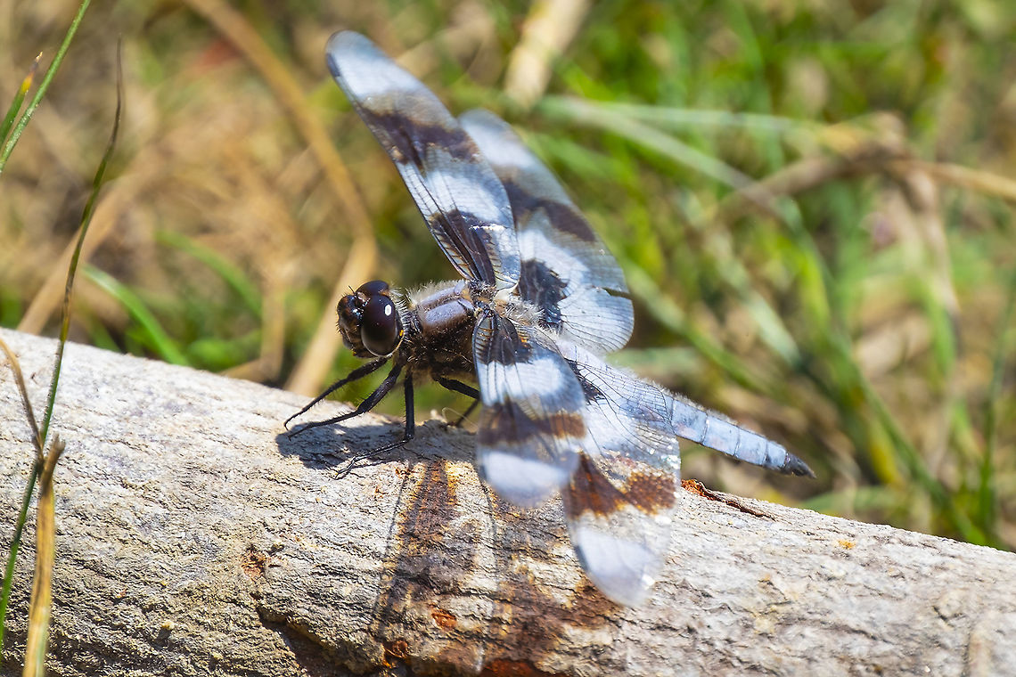 eight spotted skimmer  Geotagged,Libellula forensis,Summer,United States,eight spotted skimmer