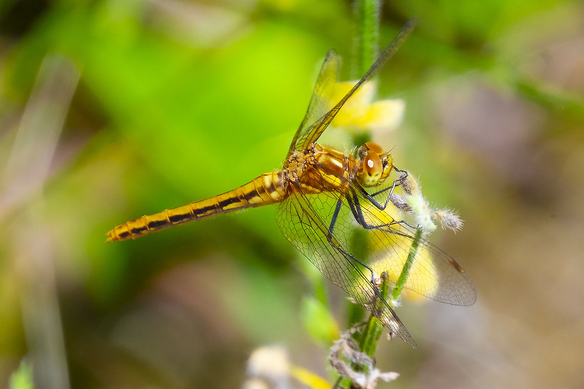 striped meadowhawk female  Geotagged,Striped meadowhawk,Summer,Sympetrum pallipes,United States