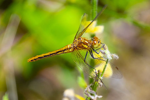 striped meadowhawk female  Geotagged,Striped meadowhawk,Summer,Sympetrum pallipes,United States
