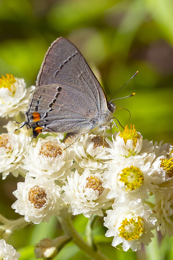 Grey hairstreak  Geotagged,Gray Hairstreak,Strymon melinus,Summer,United States
