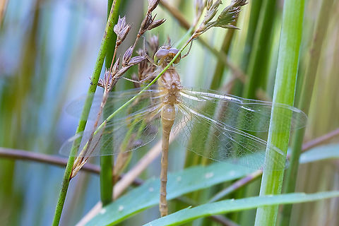 recently emerged dragonfly without it's colors I don't think I can ID...  from the other dragonflies present, probably a Common Green Darner. Geotagged,Summer,United States