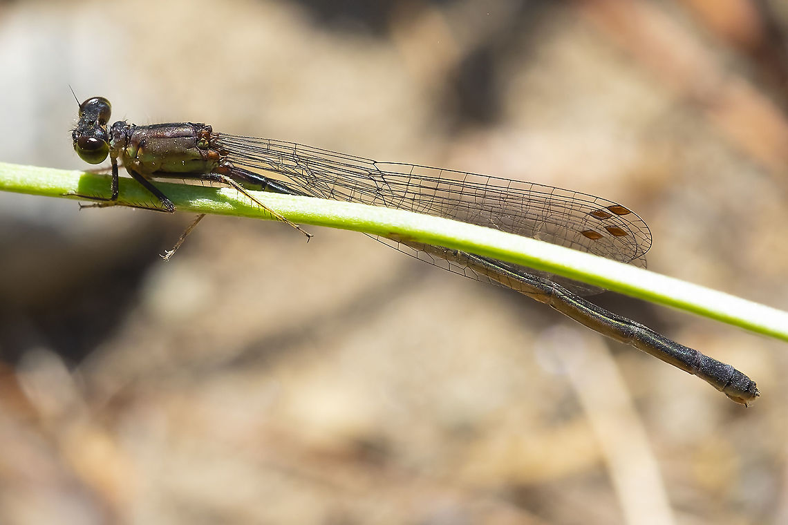 small drab damselfly  Geotagged,Summer,United States