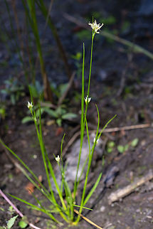 white beaked sedge  Geotagged,Rhynchospora alba,Summer,United States
