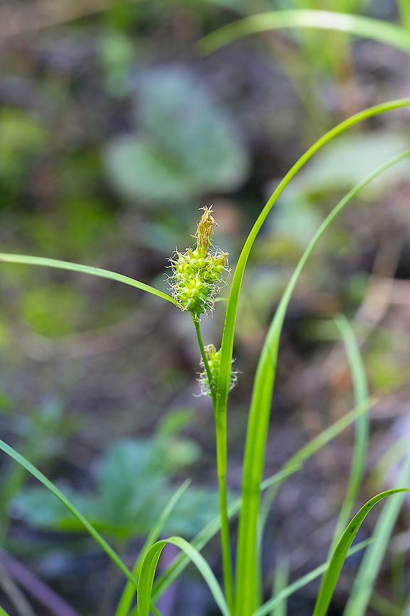 little green sedge  Carex viridula,Geotagged,Summer,United States