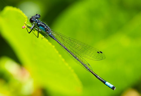 Pacific forktail  Geotagged,Ischnura cervula,Pacific Forktail,Summer,United States
