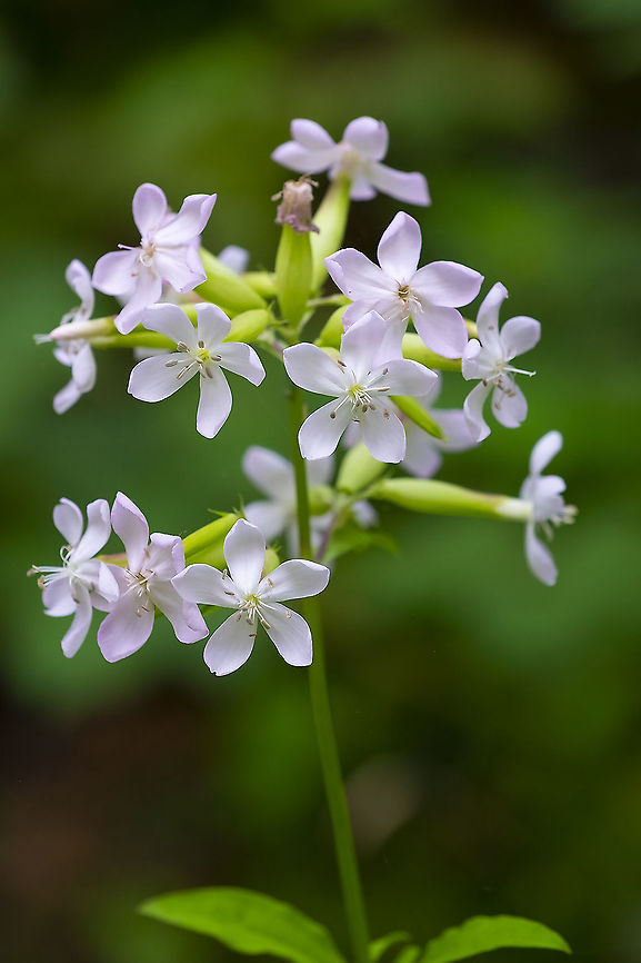 Common soapwort  Common Soapwort,Geotagged,Saponaria officinalis,Summer,United States