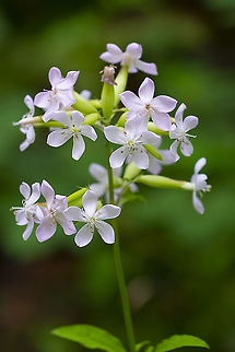 Common soapwort  Common Soapwort,Geotagged,Saponaria officinalis,Summer,United States