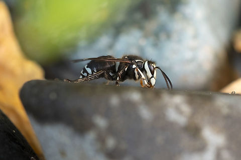 Bald-faced Hornet These guys were chewing on willow trees to release the sap then licking it up from the branches and the rocks below. Bald-faced hornet,Dolichovespula maculata,Geotagged,Summer,United States