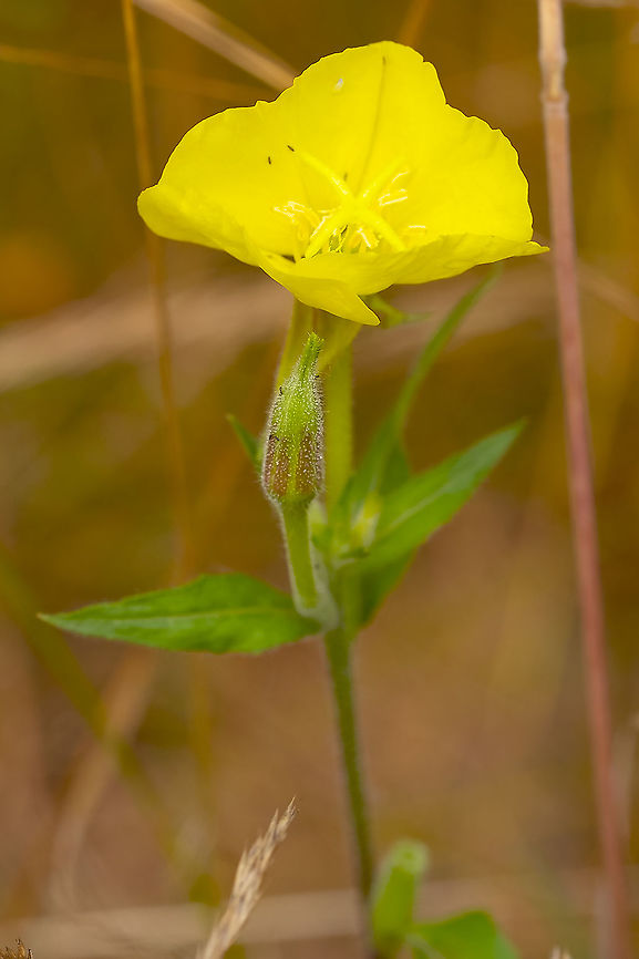 Evening primrose  Evening star,Geotagged,Oenothera biennis,Summer,United States