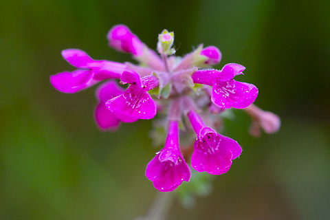 coastal hedge nettle  Coastal hedgenettle,Geotagged,Stachys chamissonis,Summer,United States