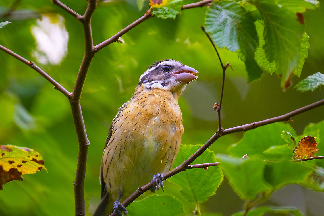 Immature black headed grosbeak  Black-headed Grosbeak,Geotagged,Pheucticus melanocephalus,Summer,United States
