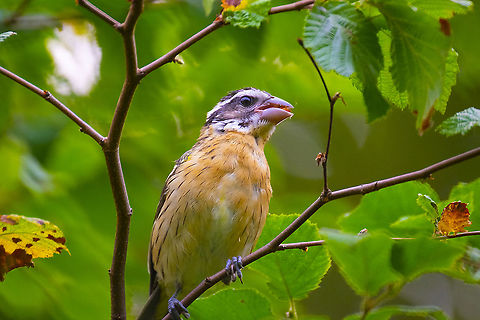 Immature black headed grosbeak  Black-headed Grosbeak,Geotagged,Pheucticus melanocephalus,Summer,United States