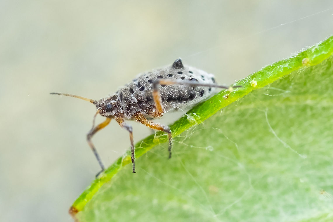 giant willow aphid feeding on the willows that the wasps were damaging to get to the sap Geotagged,Summer,Tuberolachnus salignus,United States