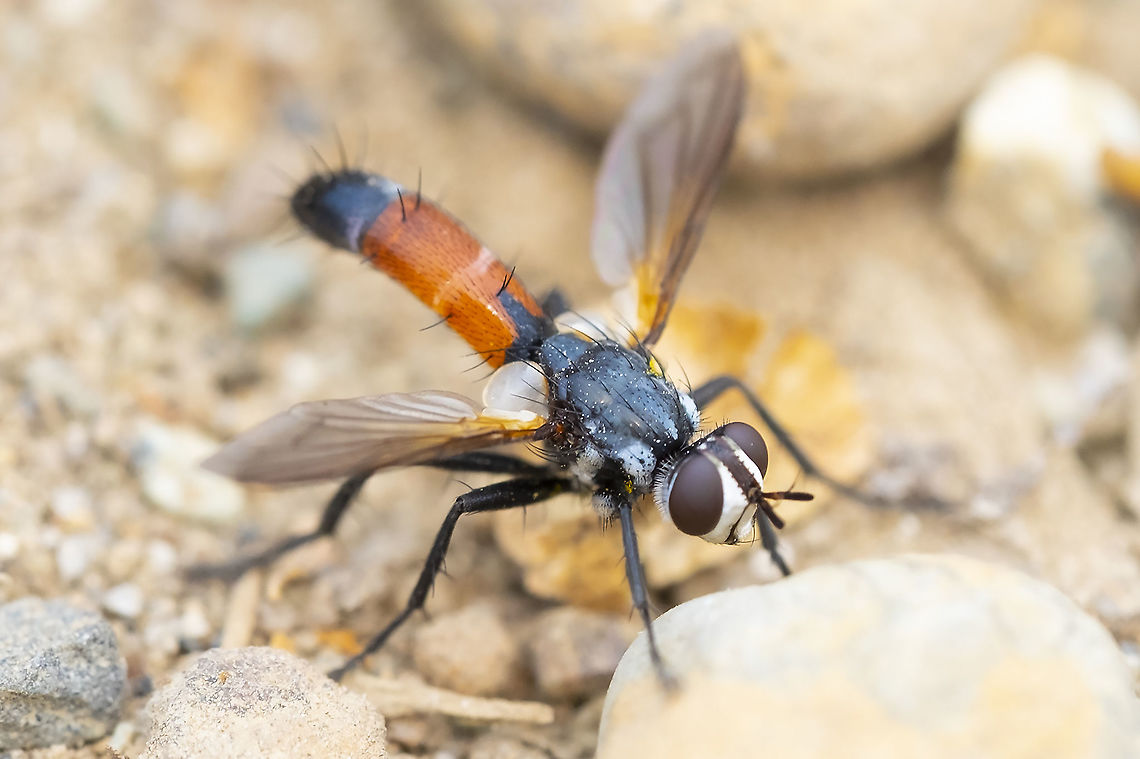 bristle fly  Cylindromyia intermedia,Geotagged,Summer,United States
