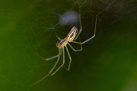 sheetweb spider  Geotagged,Summer,United States
