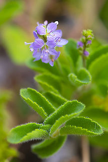 Veronica  Geotagged,Summer,United States,Veronica officinalis