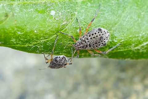 Giant Willow Aphid feeding on the willows that the bald faced wasps were chewing to get at the sap Geotagged,Summer,Tuberolachnus salignus,United States