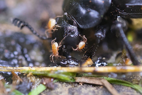 Poecilochirus mites These little mites appear to have a somewhat symbiotic relationship with other corpse insects. The mites travel with their host to carcasses and it is thought that some mite species may only use a certain host. No species level information available that I could find.  Geotagged,Summer,United States