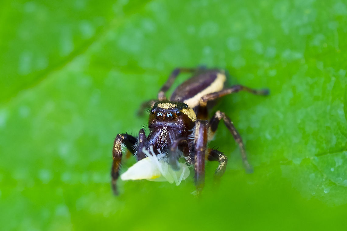 Jumping spider with prey  Bronze lake jumper,Eris militaris,Geotagged,Summer,United States