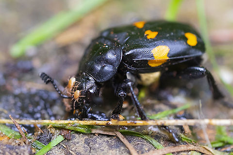 Burying beetle  Geotagged,Nicrophorus defodiens,Summer,United States