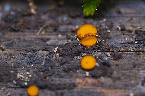 Eyelash cup fungus  Eyelash cup,Geotagged,Scutellinia scutellata,Summer,United States