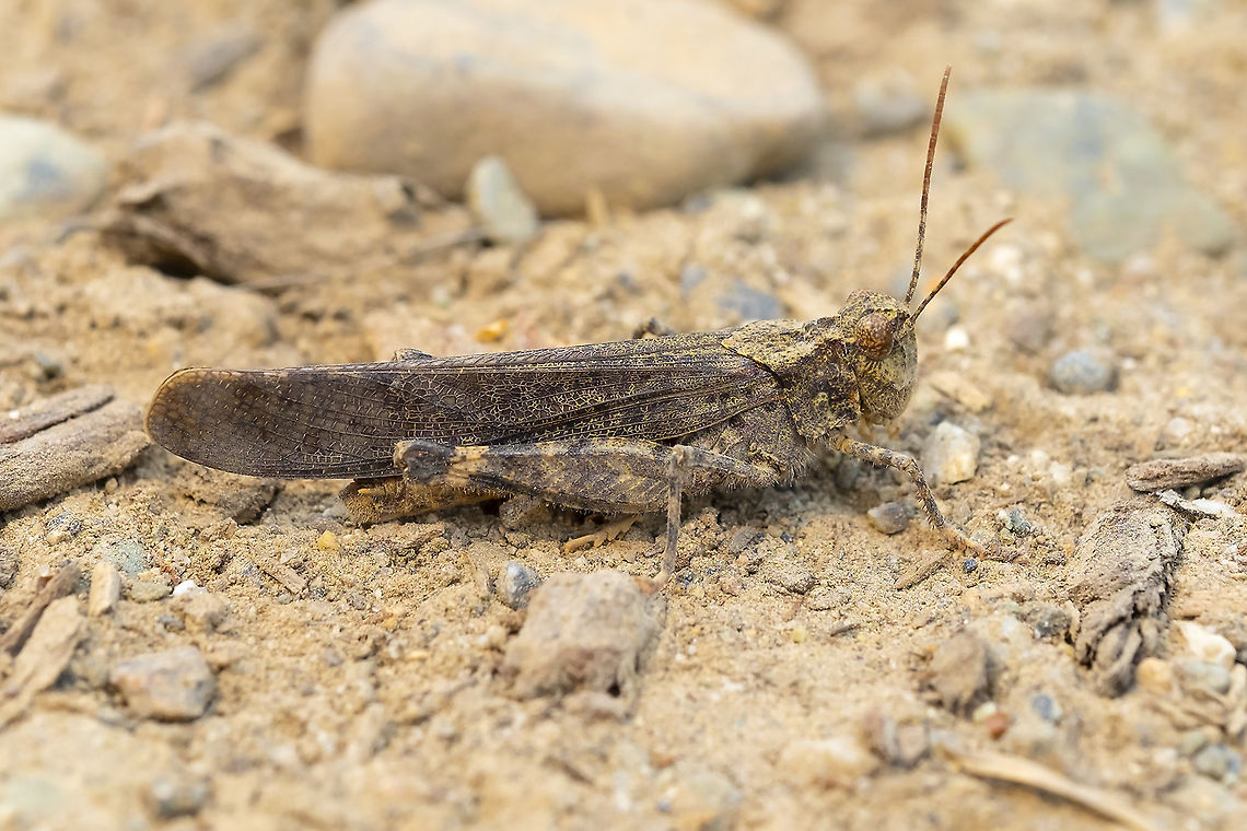 pallid winged grasshopper  Geotagged,Pallid-winged grasshopper,Summer,Trimerotropis pallidipennis,United States