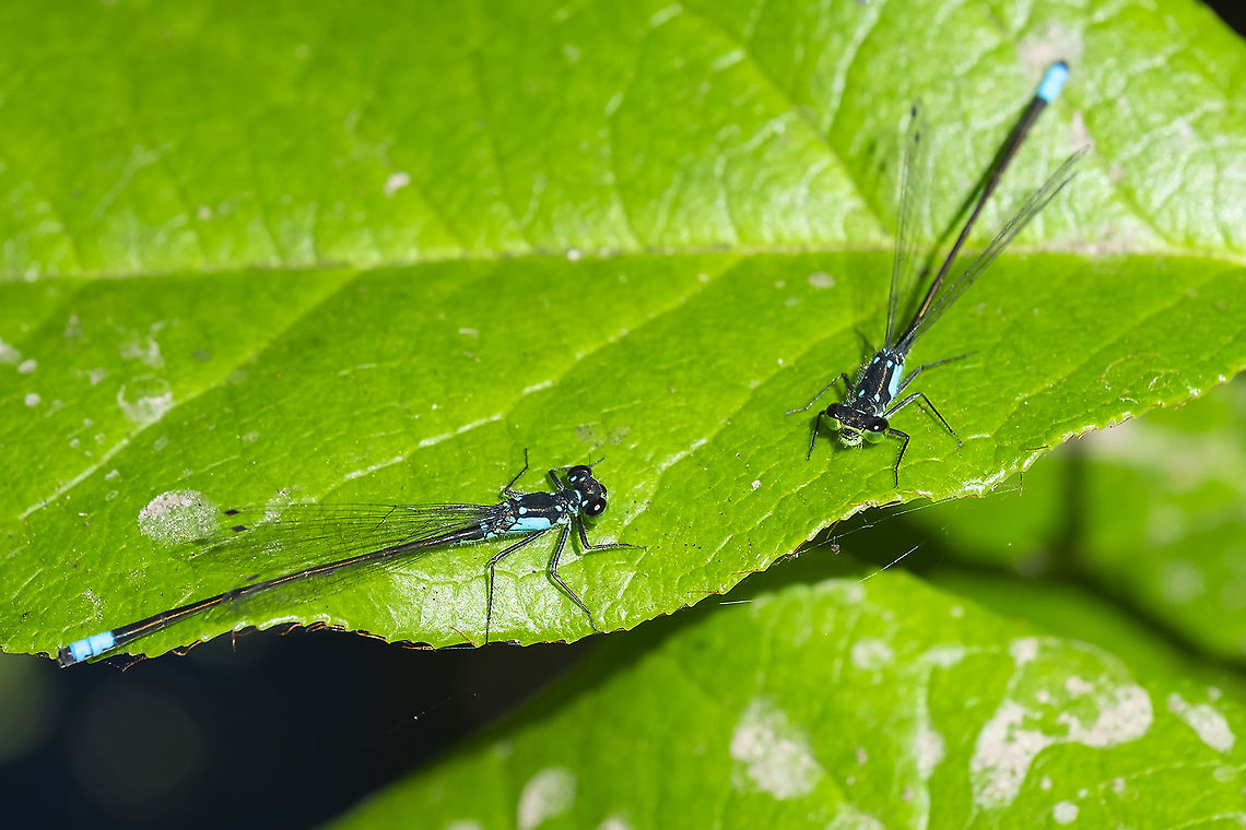 Pacific forktail males  Geotagged,Ischnura cervula,Pacific Forktail,Summer,United States