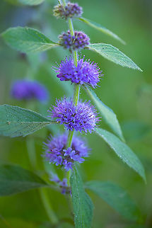 Pennyroyal  Geotagged,Mentha pulegium,Pennyroyal,Summer,United States