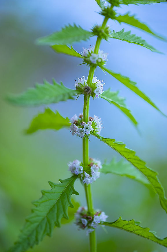 wild mint  American water horehound,Geotagged,Lycopus americanus,Mentha canadensis,Summer,United States
