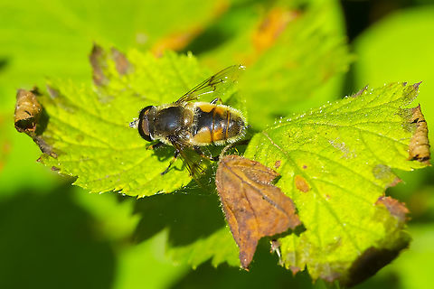 Common drone fly has hairs on its eyes! Common Drone Fly,Eristalis tenax,Geotagged,Summer,United States