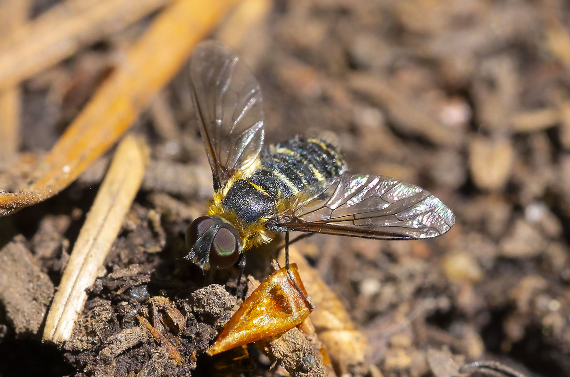 Possible Villa sp. bee fly  Geotagged,Summer,United States