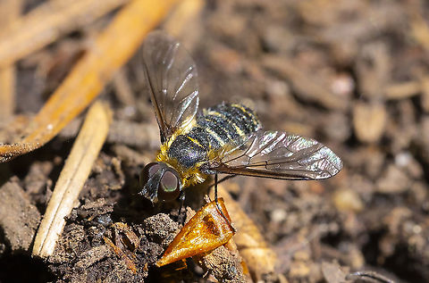 Possible Villa sp. bee fly  Geotagged,Summer,United States