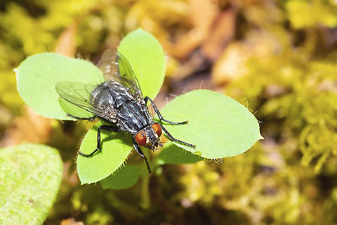Flesh Fly likely Sarcophaga sp.  Geotagged,Summer,United States