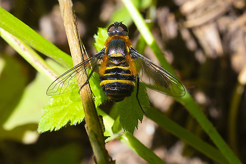 probable Villa sp. bee fly  Geotagged,Summer,United States