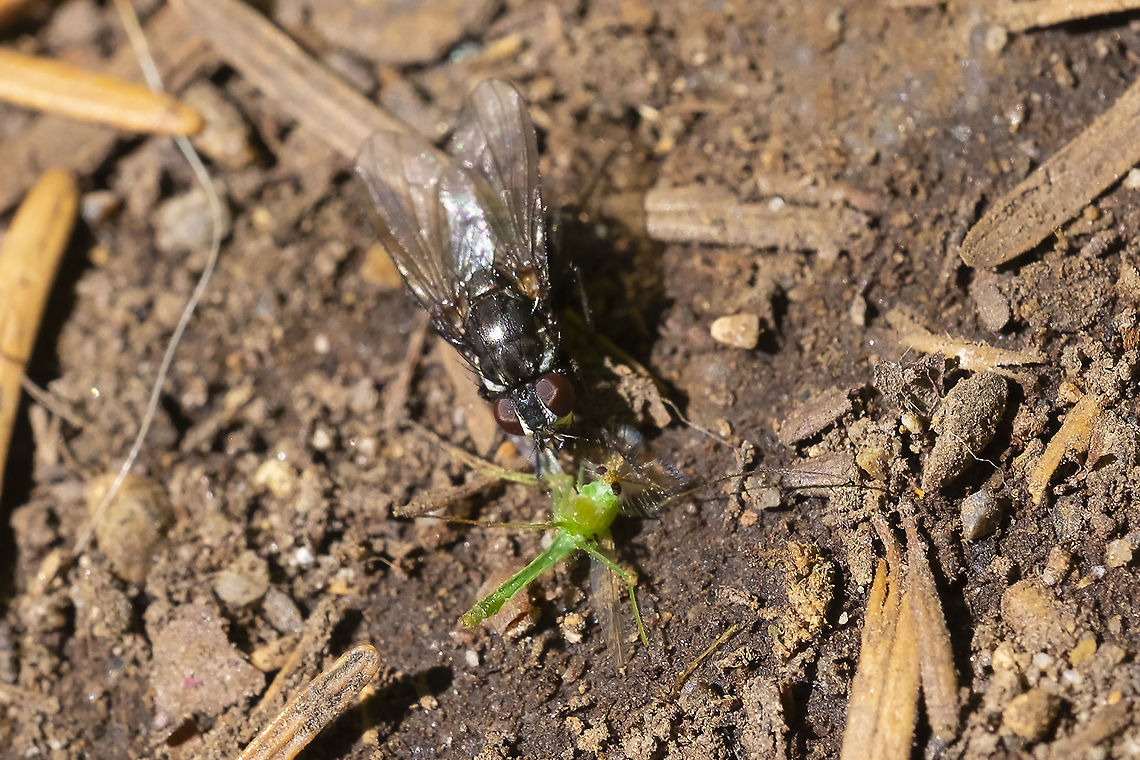 black fly catching a green midge midge likely Chironomini tribe Geotagged,Summer,United States
