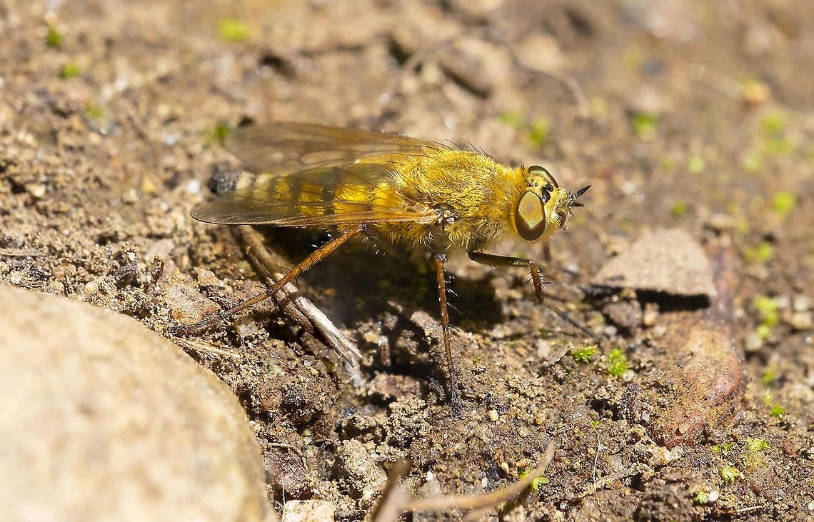 Fuzzy golden fly - Stiletto fly Thereva sp. Geotagged,Summer,United States
