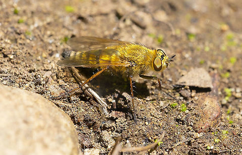 Fuzzy golden fly - Stiletto fly Thereva sp. Geotagged,Summer,United States